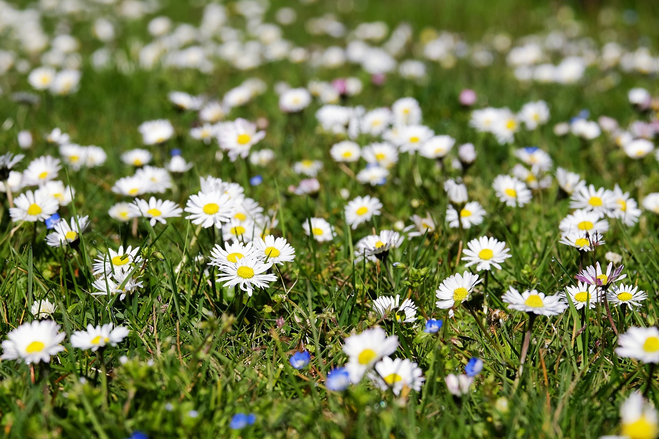 The Role of Perennial Crops in Sustainable Agriculture